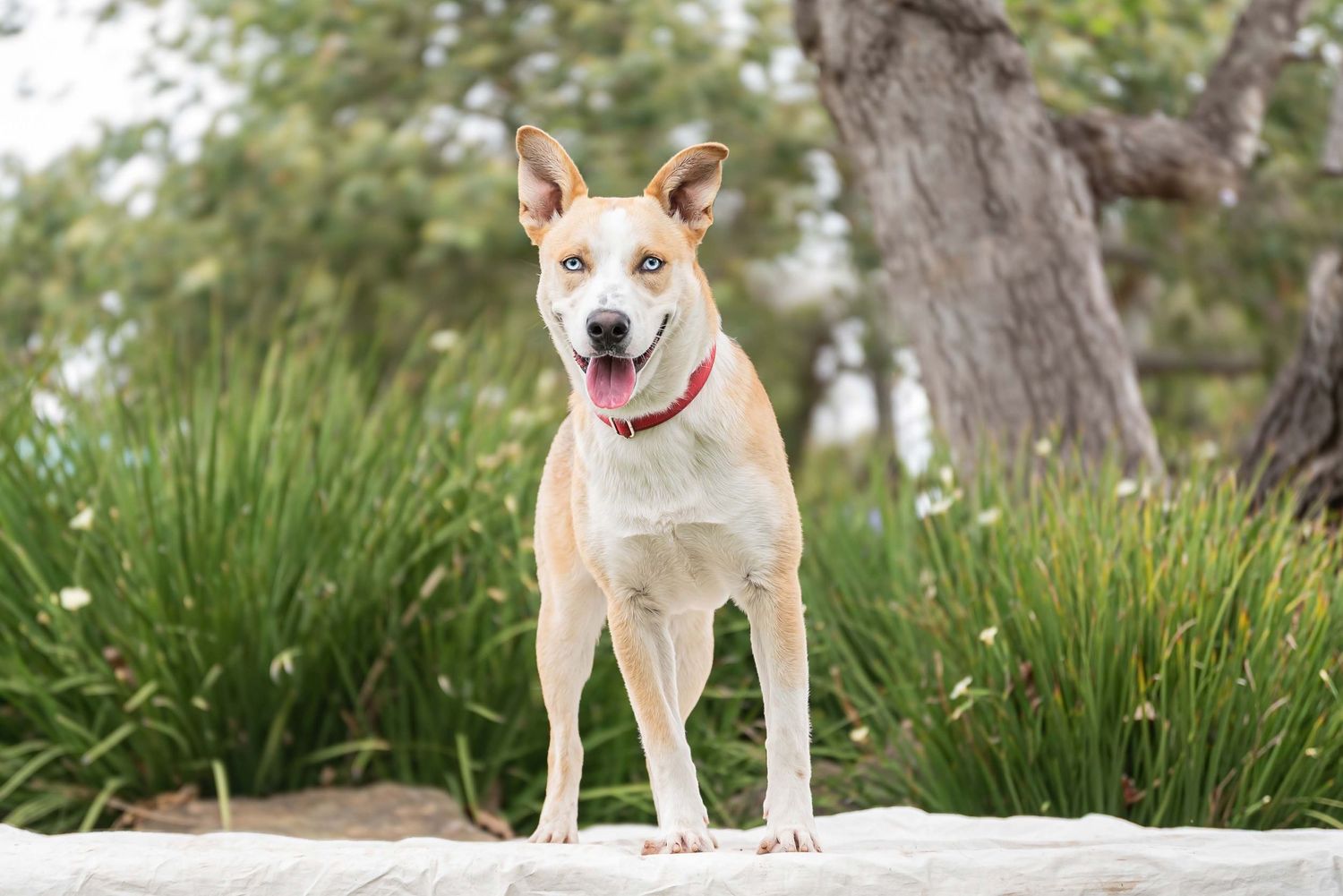 Natural outdoor action style photo of a tan and white Husky mix with blue eyes standing on white platform in a park, wooded outdoor setting.