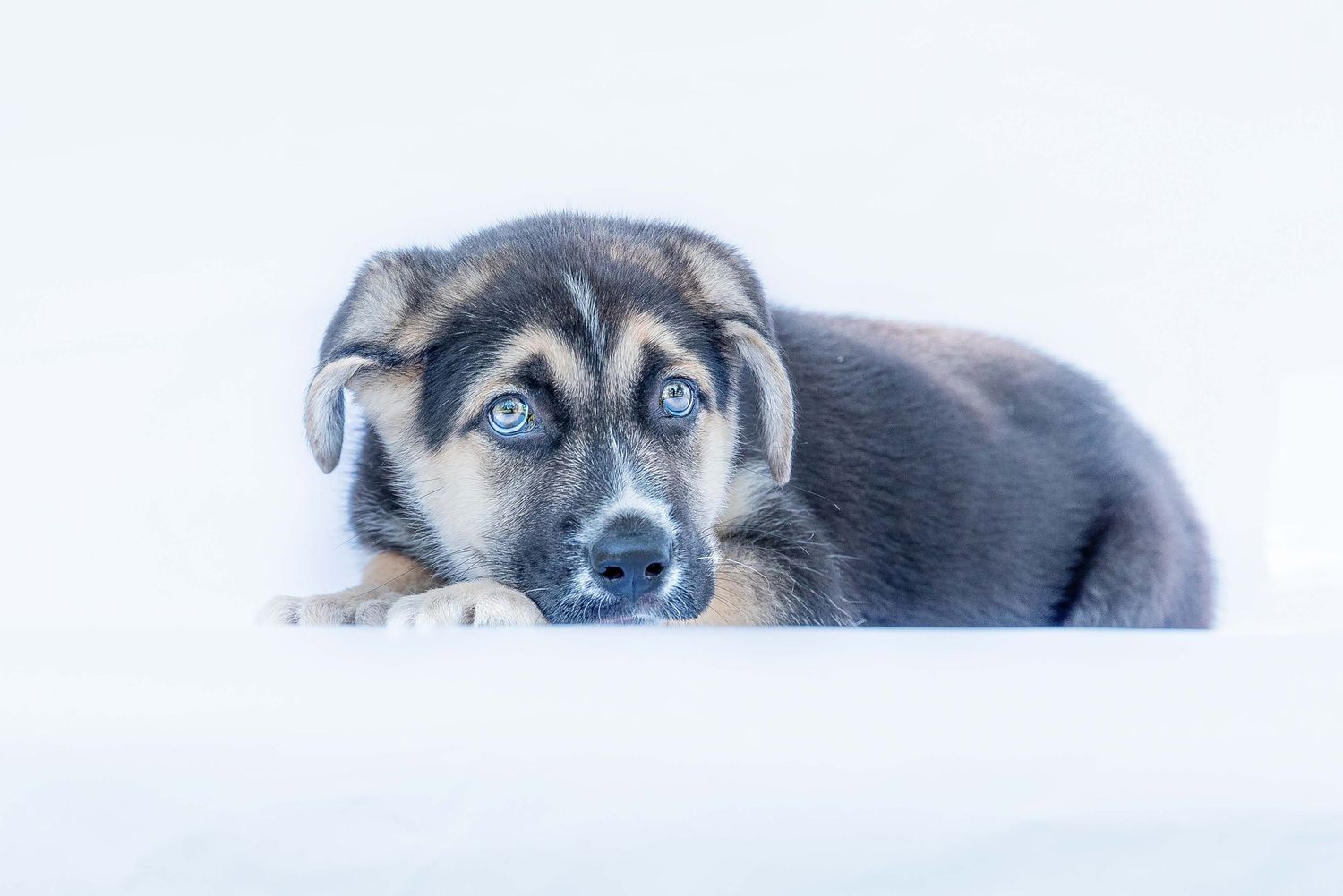 A German Shepherd mix puppy relaxing with his head on his paws against a bright white background looking away from the camera.