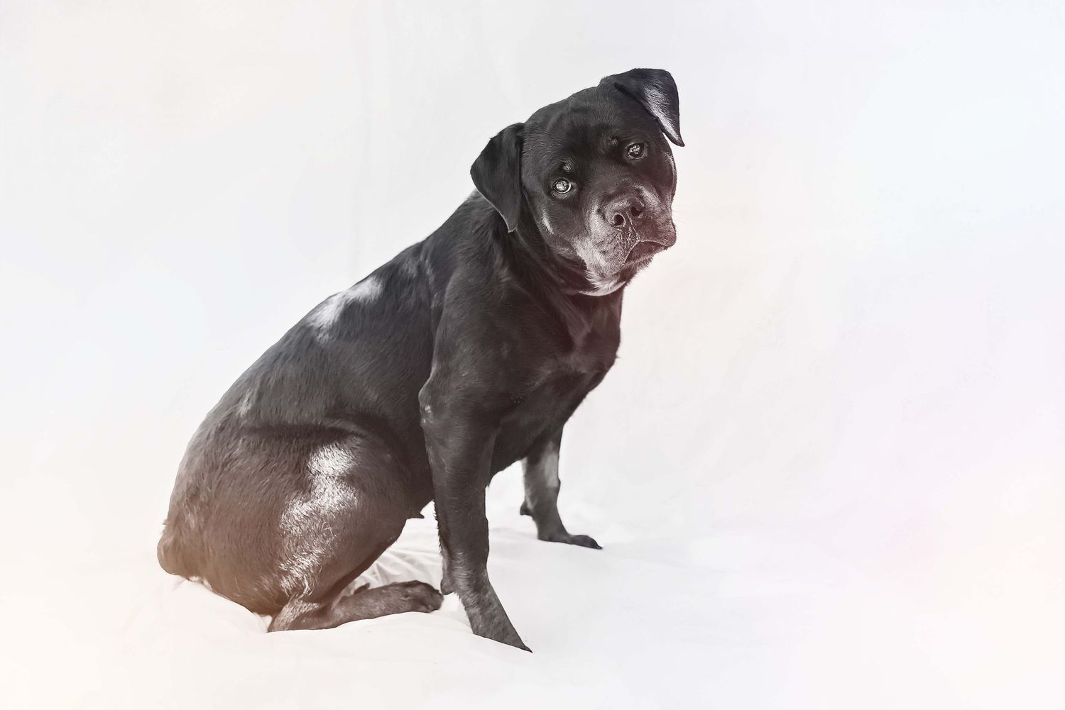 A black and tan Rottweiler dog sitting against a solid white background, tilting its head curiously.