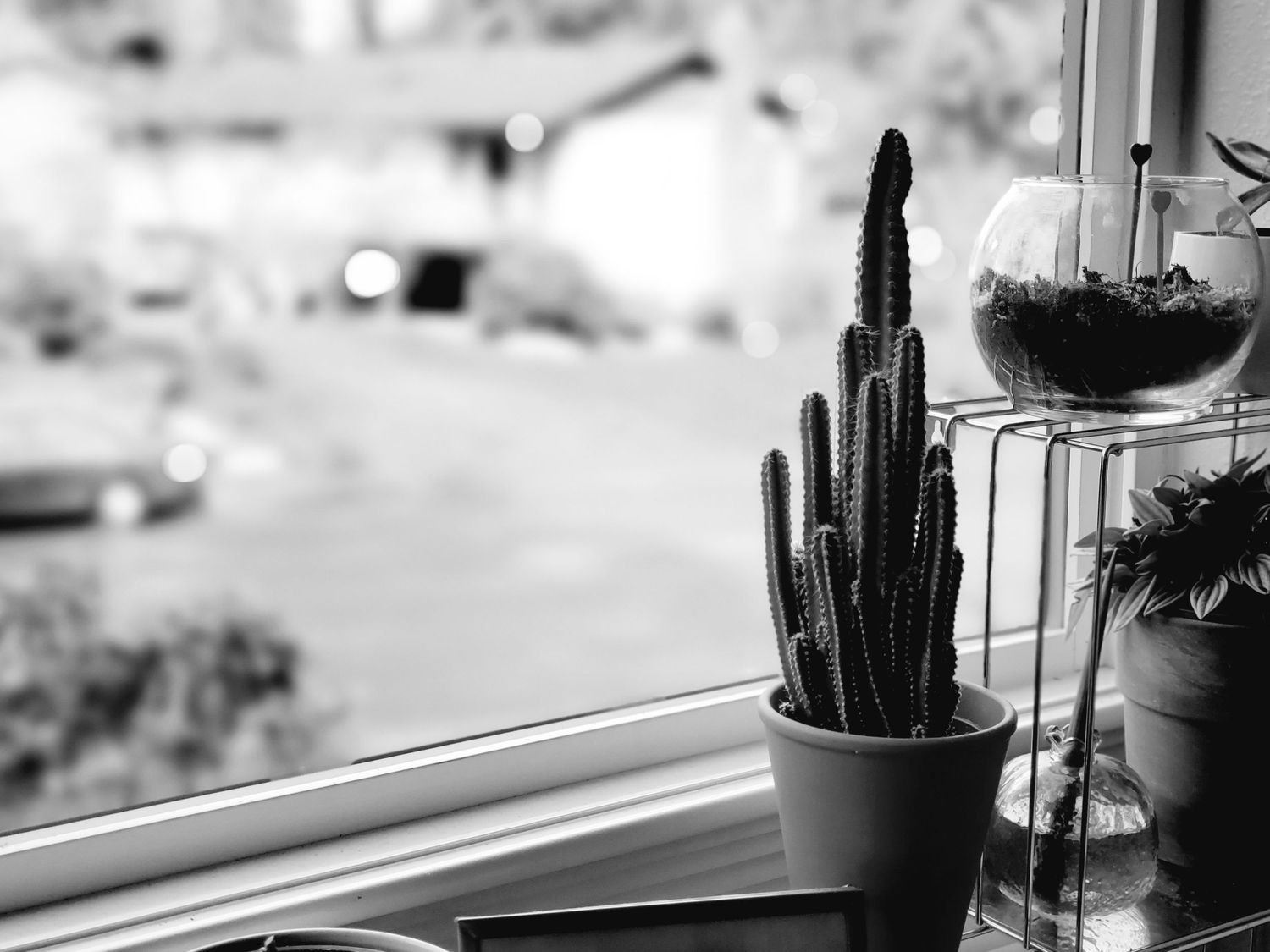 black and white photo of cactus houseplant in window