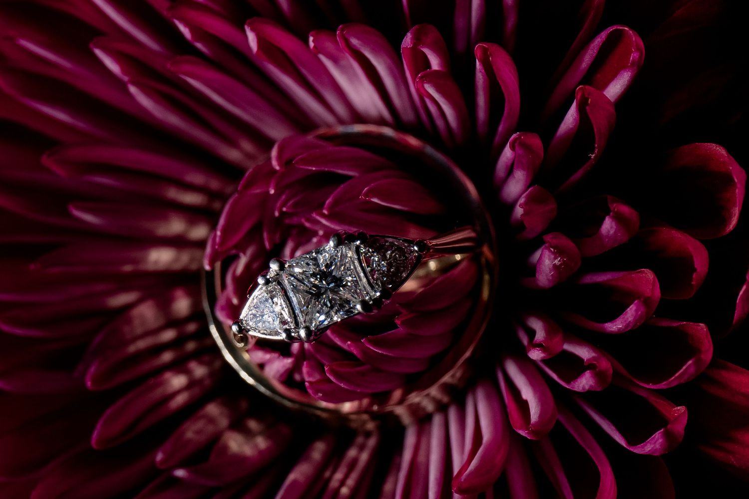 Diamond engagement ring resting in the center of a deep burgundy gerbera daisy flower bloom.