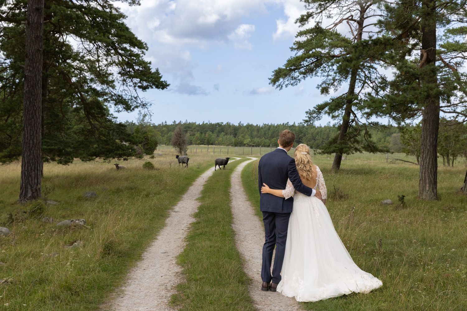 Bröllop på gotland gotlandsbröllop i fårhagen brudoch brudgum med fåren. Sommarbröllop på Gotland gotländsknatur i sommarskrud bröllopfoto
