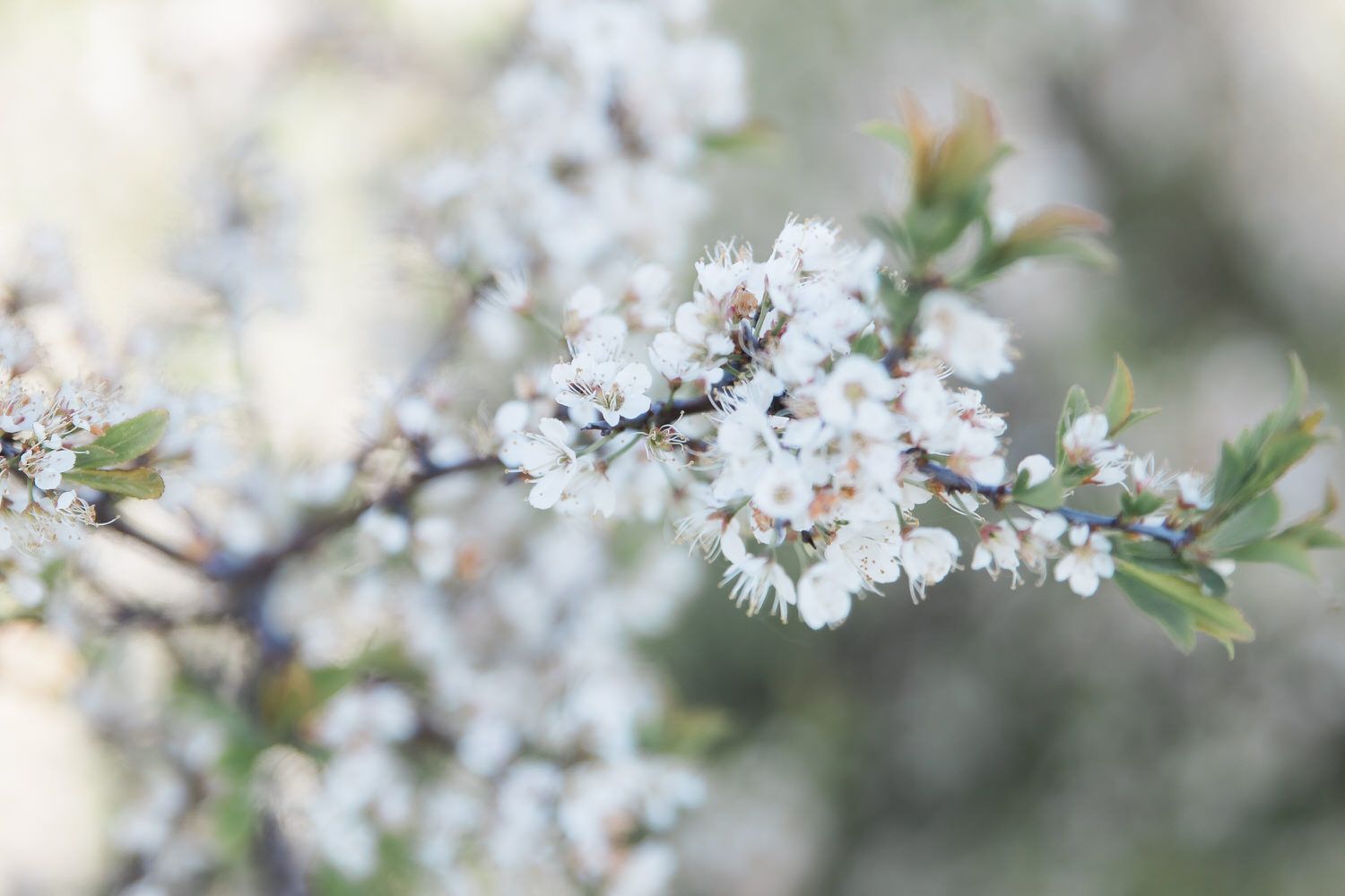 vita blommor i kvällsljus