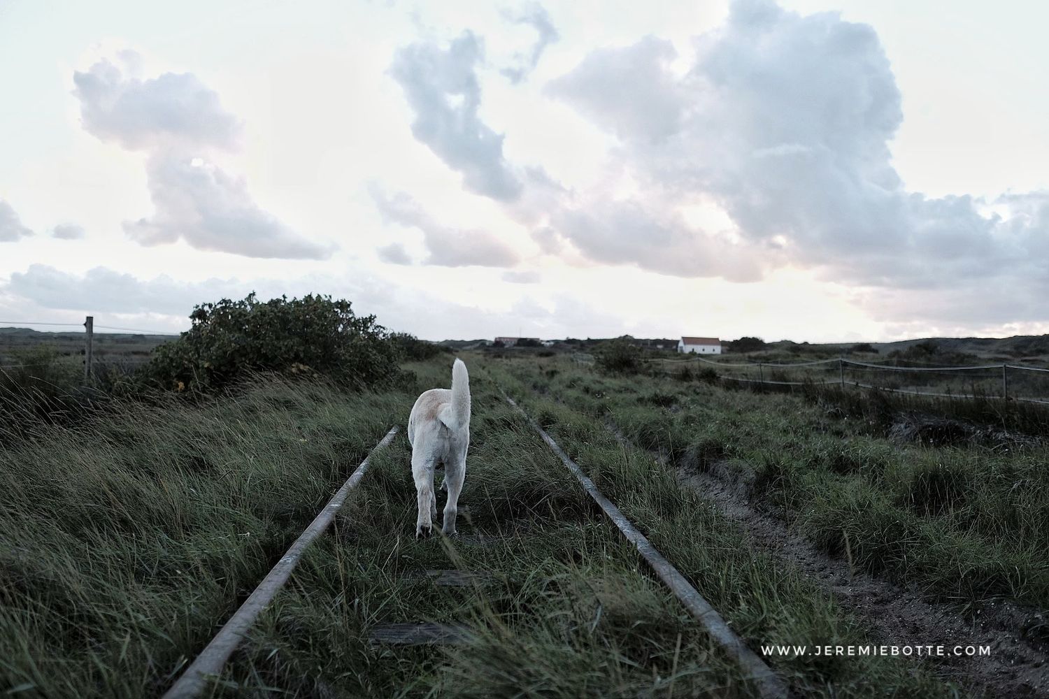Chien suivant les rails de train sur l'ile de Spiekeroog en Allemagne par Jérémie Botte.