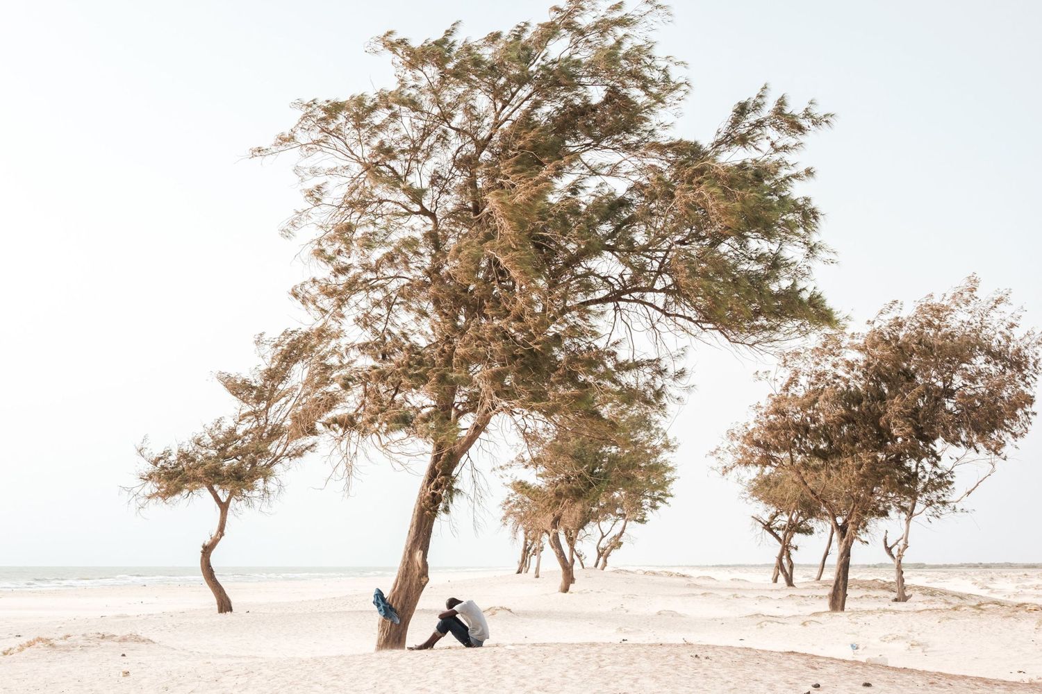 Une personne assise au pied d'un grand arbre penché par le vent sur une plage de sable au Sénégal par Jérémie Botte.