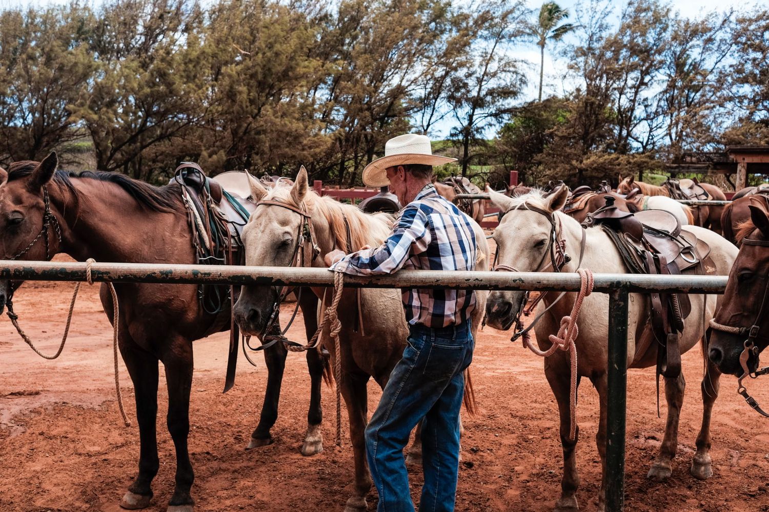 Cow-boy au chapeau blanc s'occupant de plusieurs chevaux dans un enclos en terre battue, par Jérémie Botte.