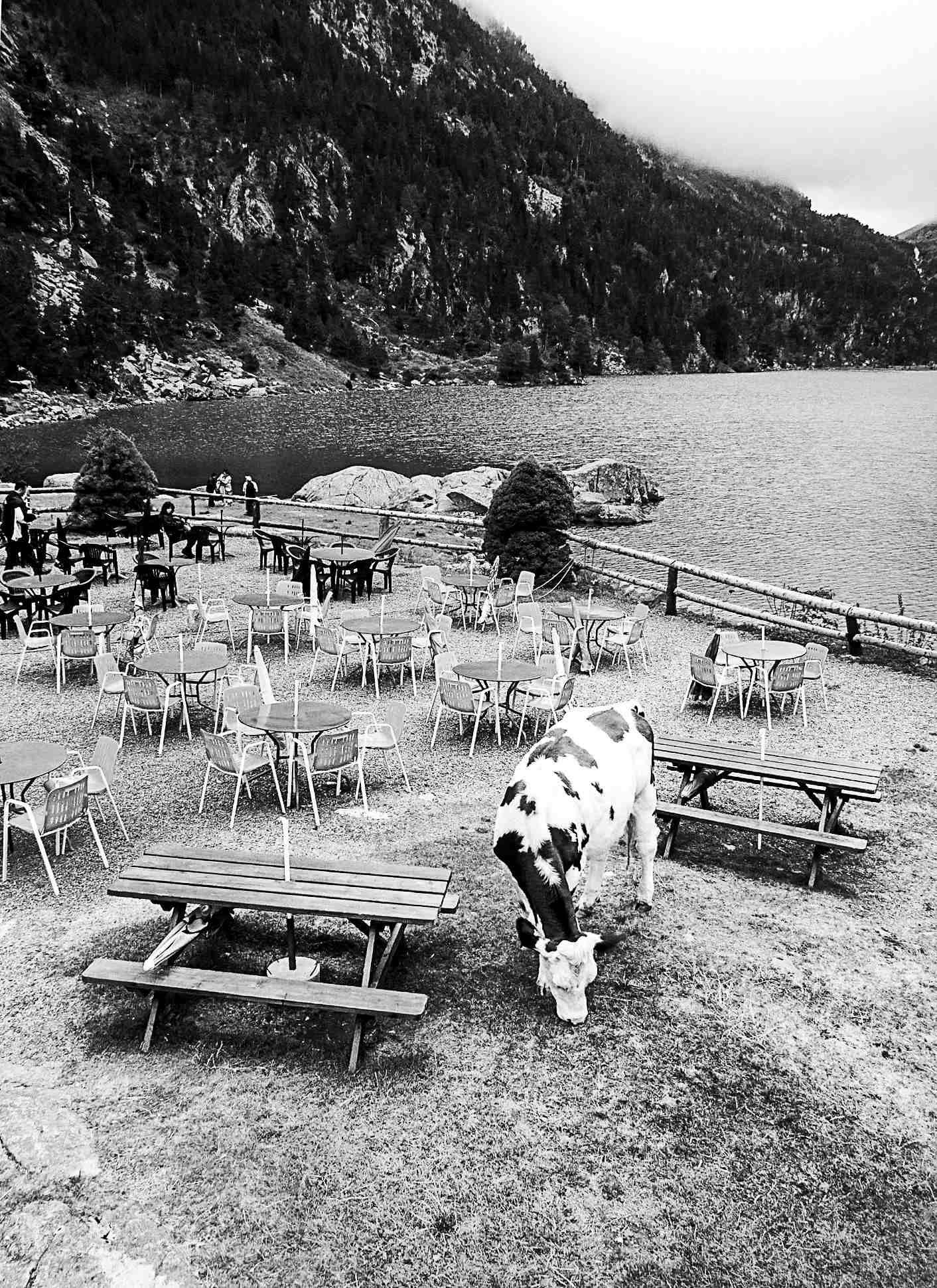 Une vache en train de brouter de l'herbe sur la terasse d'un café restaurant  à coté du lac de Gaube dans les Pyrénées par Jérémie Botte.