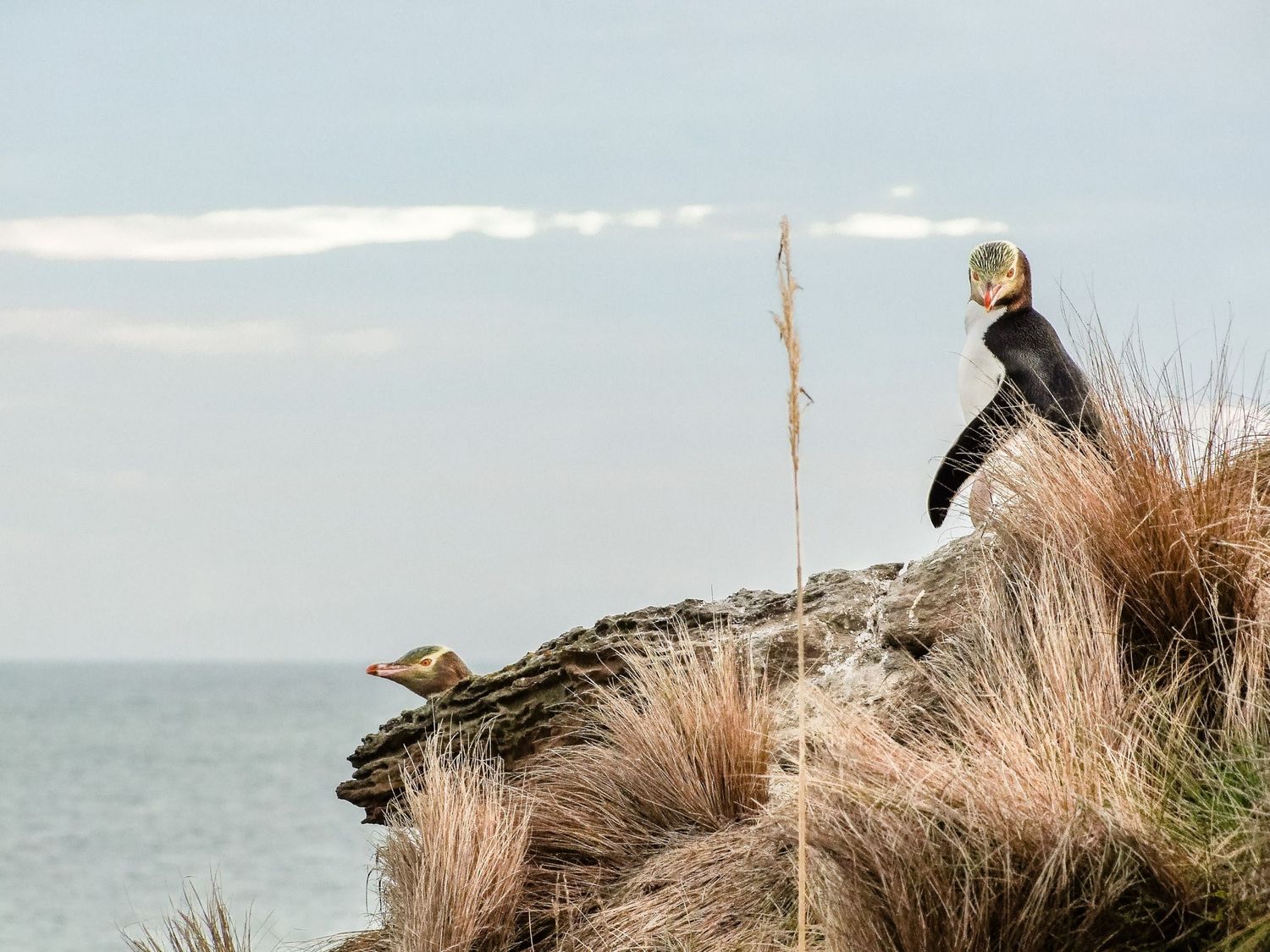 Deux manchots antipodes au milieu des herbes hautes sur la côte en Nouvelle-Zélande, par Jérémie Botte.