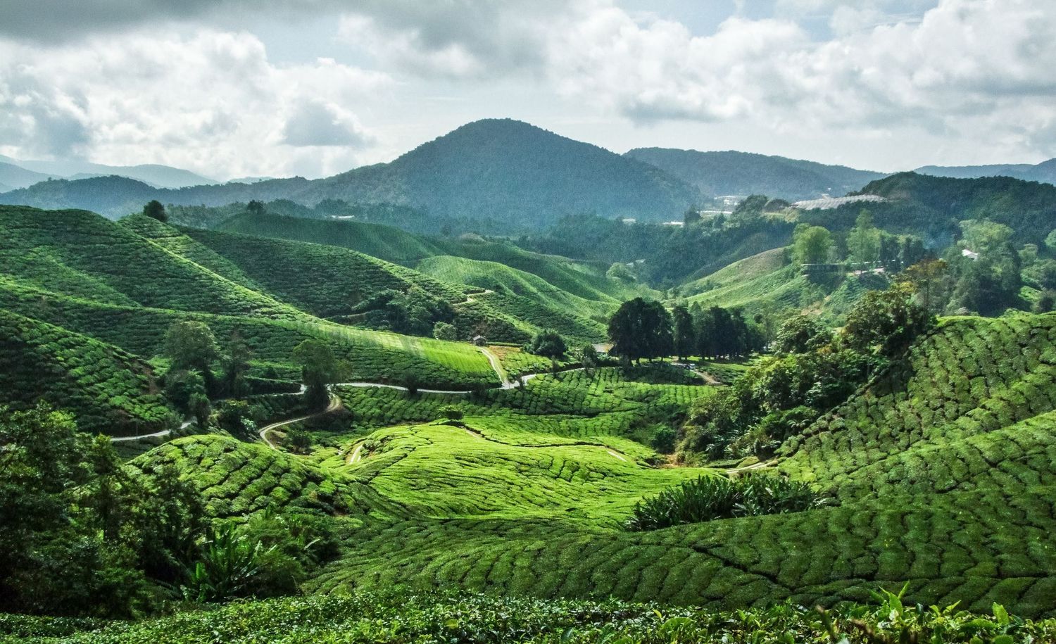 Photographie de voyage en Malaisie montrant les collines verdoyantes des plantations de thé de Cameron Highlands par Jérémie Botte.