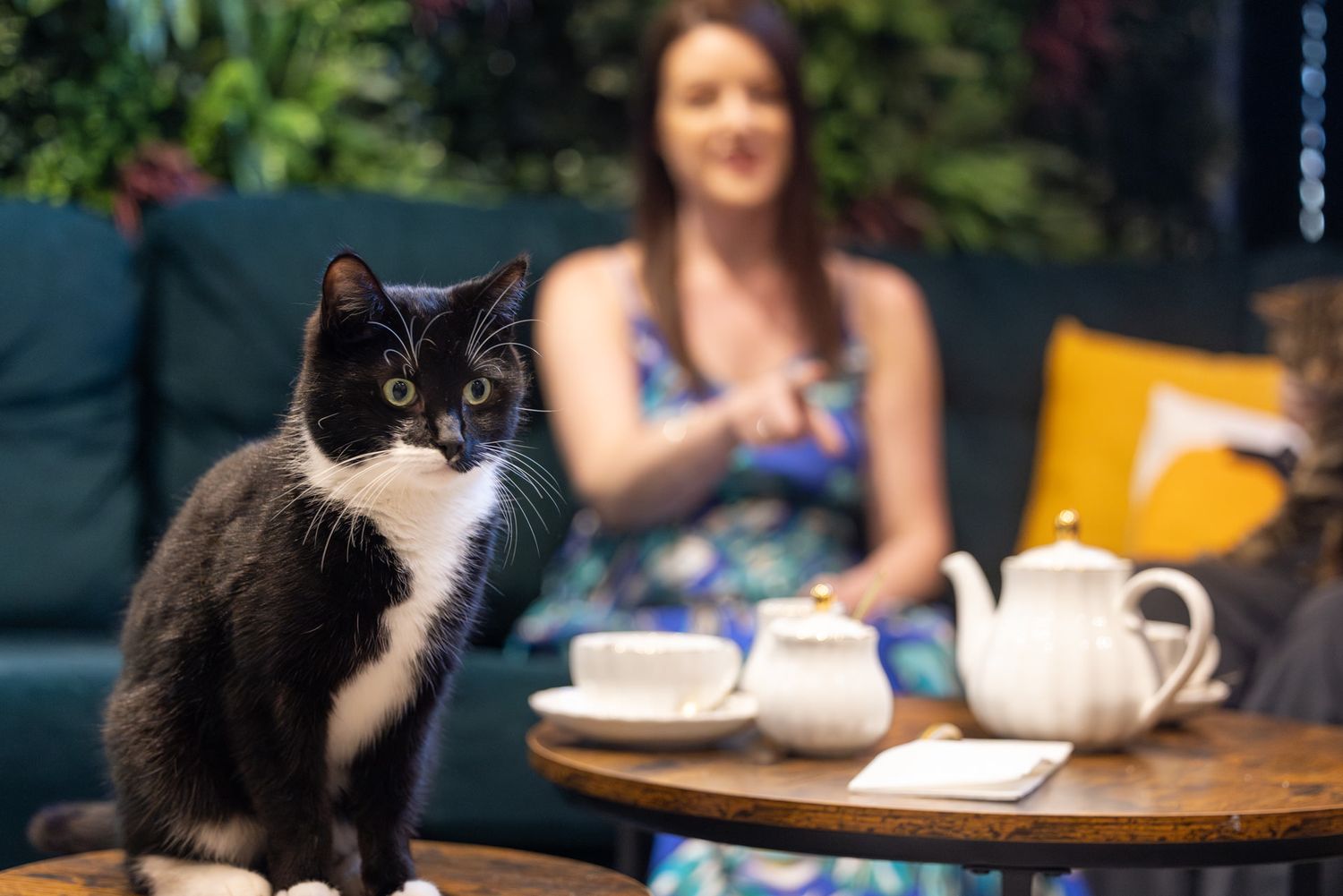 Hitchin's Cat Café: A black and white tuxedo cat sits attentively on a table with tea service while someone relaxes on a teal couch.