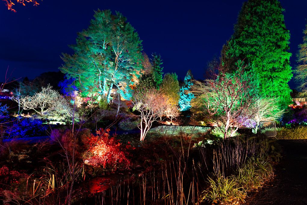 Illuminated trees and pathways at RHS Harlow Carr create a magical nighttime display with colourful lights. Light trail photography.