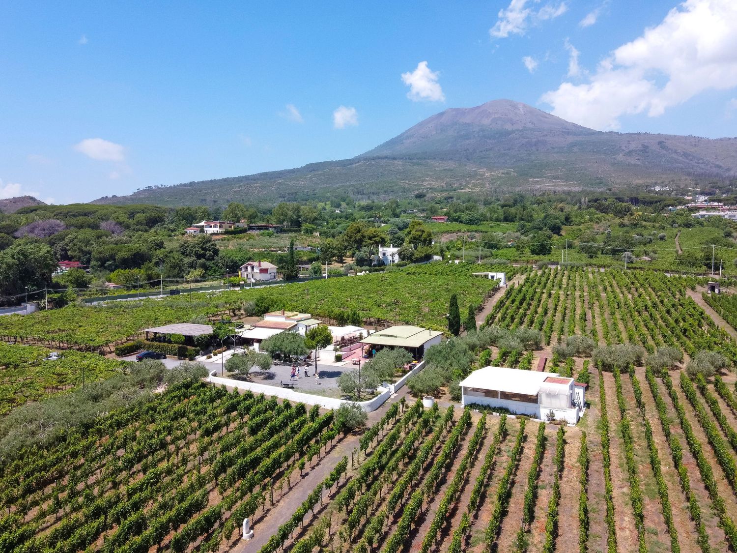 Aerial view of lush vineyards and white farm buildings with a volcano rising under a blue sky in the background.