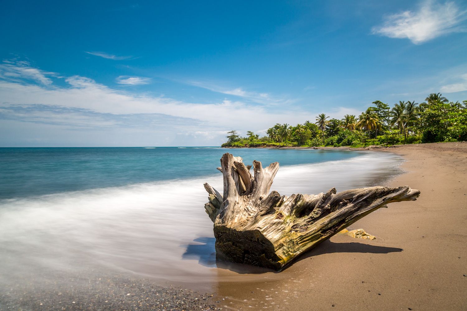 Large driftwood log washed up on a tropical beach with palm trees and blue ocean water under sunny skies.