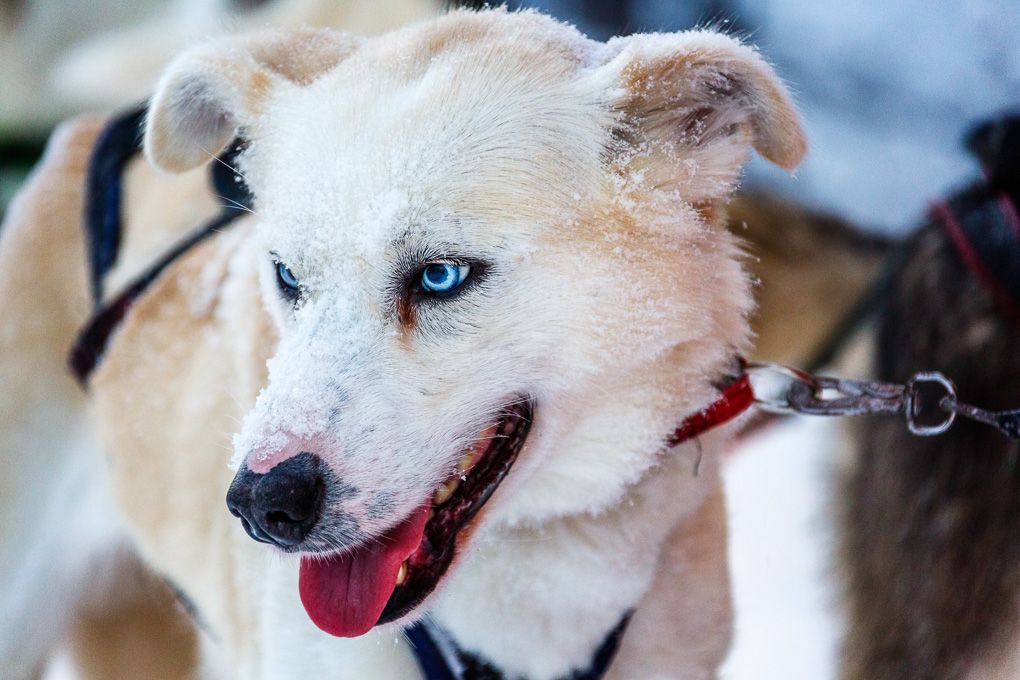A group of white and tan Husky dogs with their tongues out, looking happy and playful in close-up shots in Lapland.
