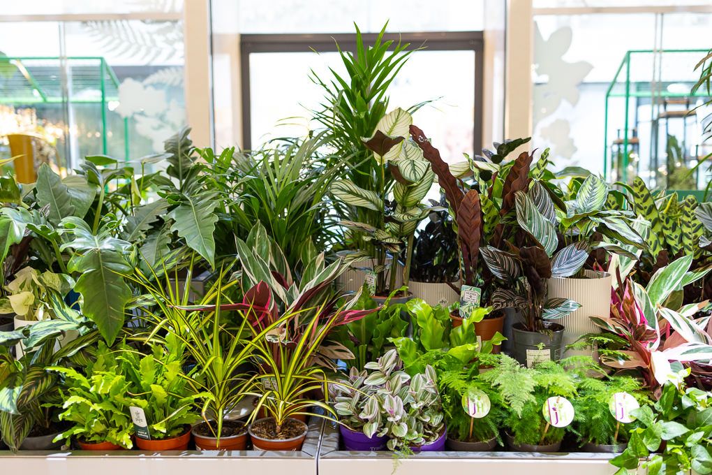 Lifestyle retail photography of RHS Plant Space at Bluewater, showcasing tropical houseplants in natural light through shop windows