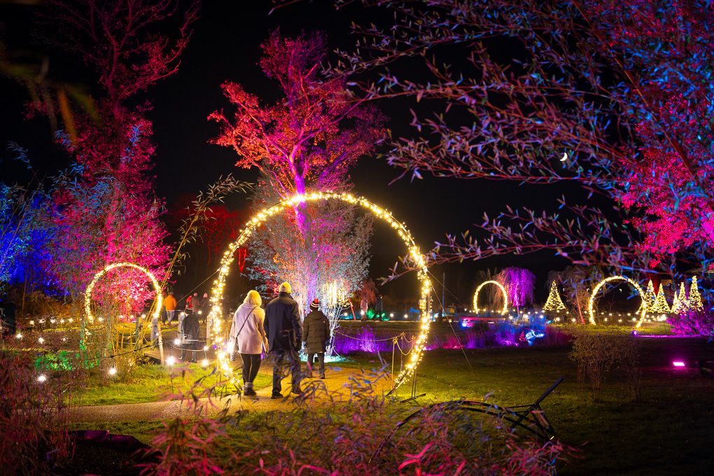Illuminated archways and colourful light displays with glowing pink trees during the nighttime Glow event at RHS Bridgewater.