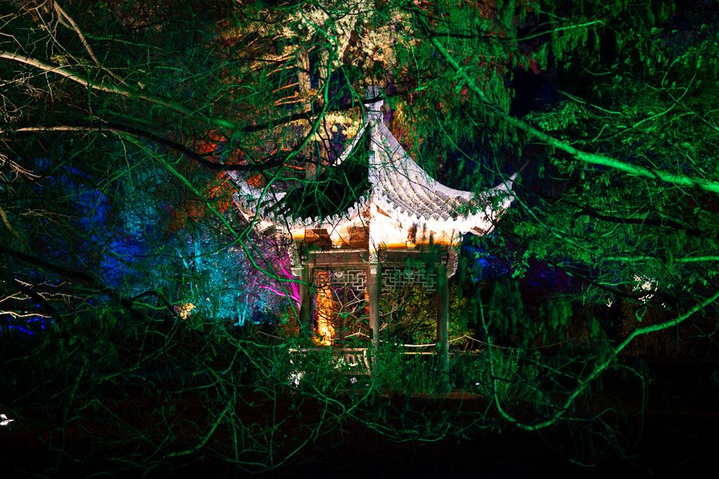 A traditional Chinese pagoda illuminated with colourful lights at night during the light trail Glow event at RHS Wisley.