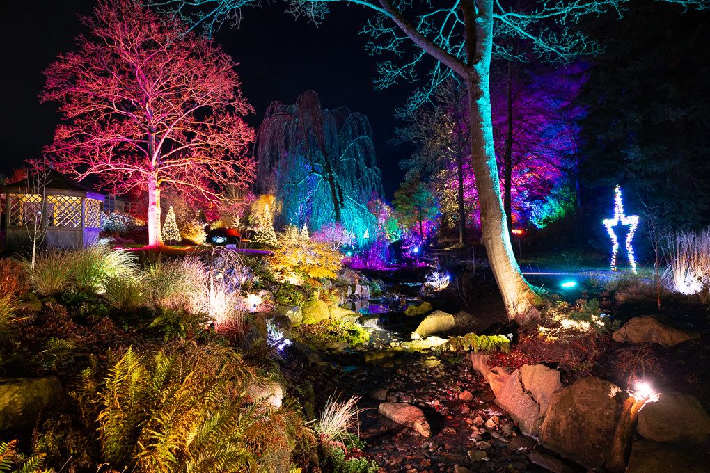 Illuminated trees and pathways in a garden display vibrant pink, blue and purple lights during a light trail festival. RHS Harlow Carr.