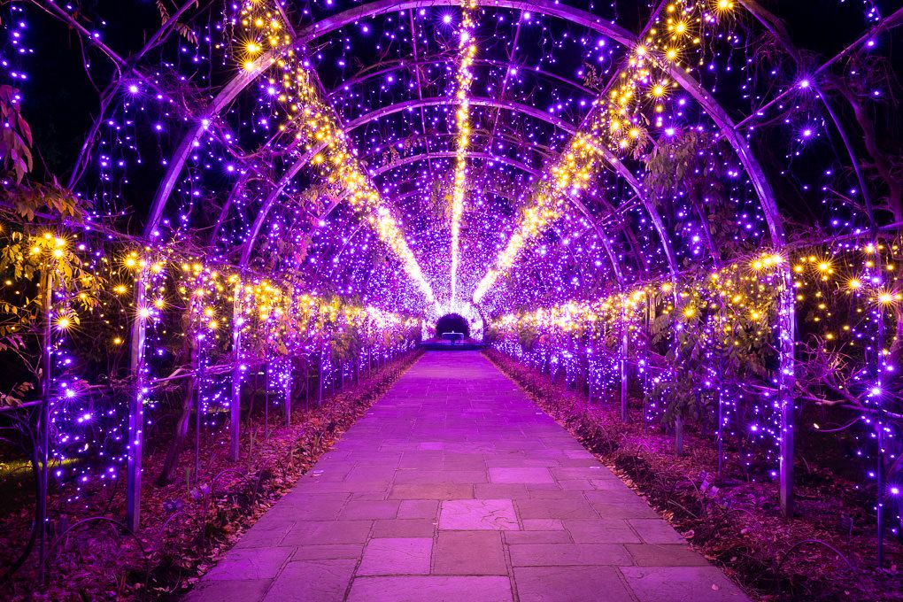 Illuminated purple wisteria-style light tunnel glowing at night during the Glow light trail event at RHS Wisley.