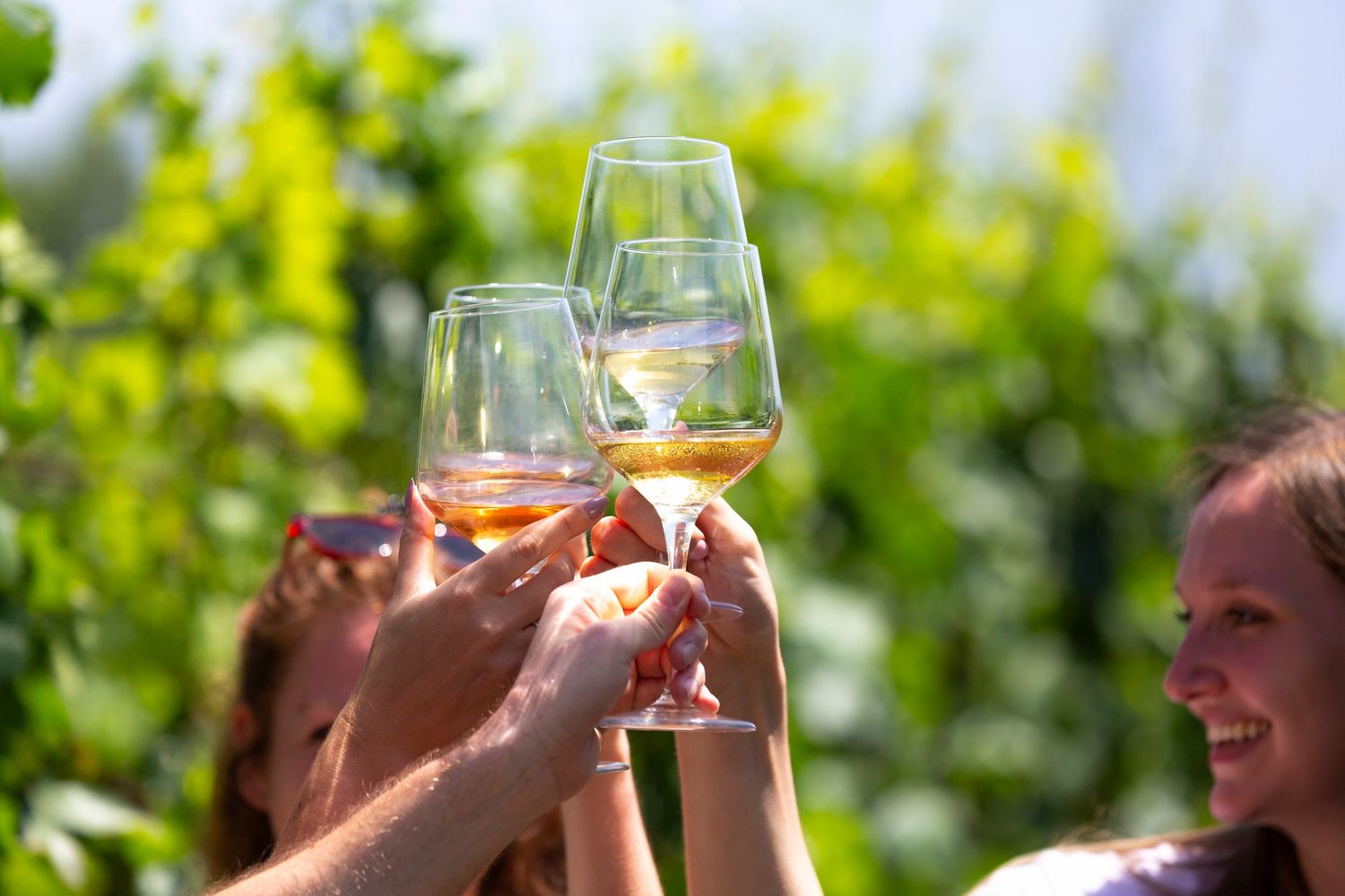Friends raise glasses of rosé wine in a toast outdoors among sunlit green vineyard leaves while a smiling woman looks on.