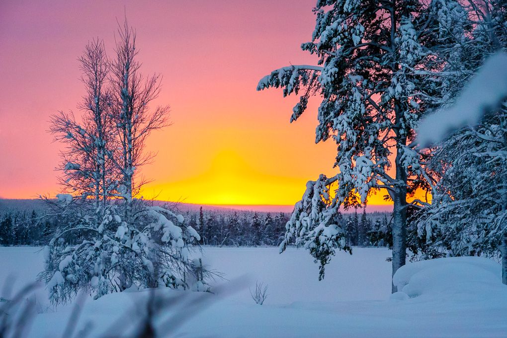 A snow-covered winter landscape with a colourful, pink and orange sunset sky illuminating snow-laden trees and branches. Lapland, Finland.