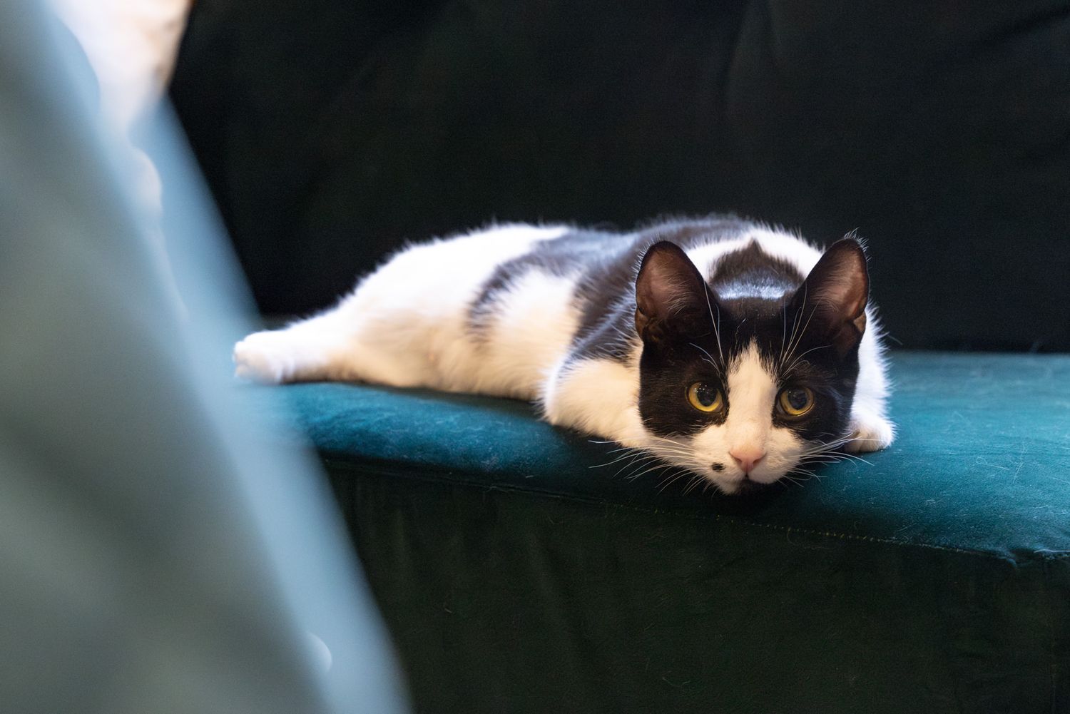 Inside a cat cafe, a black and white cat lounging on a teal blue couch cushion with soft natural lighting.