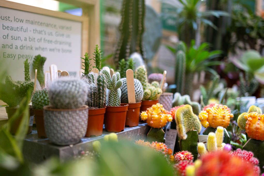 Lifestyle retail photography of RHS Plant Space at Bluewater featuring potted cacti and succulents with vibrant flowers in a branded store.