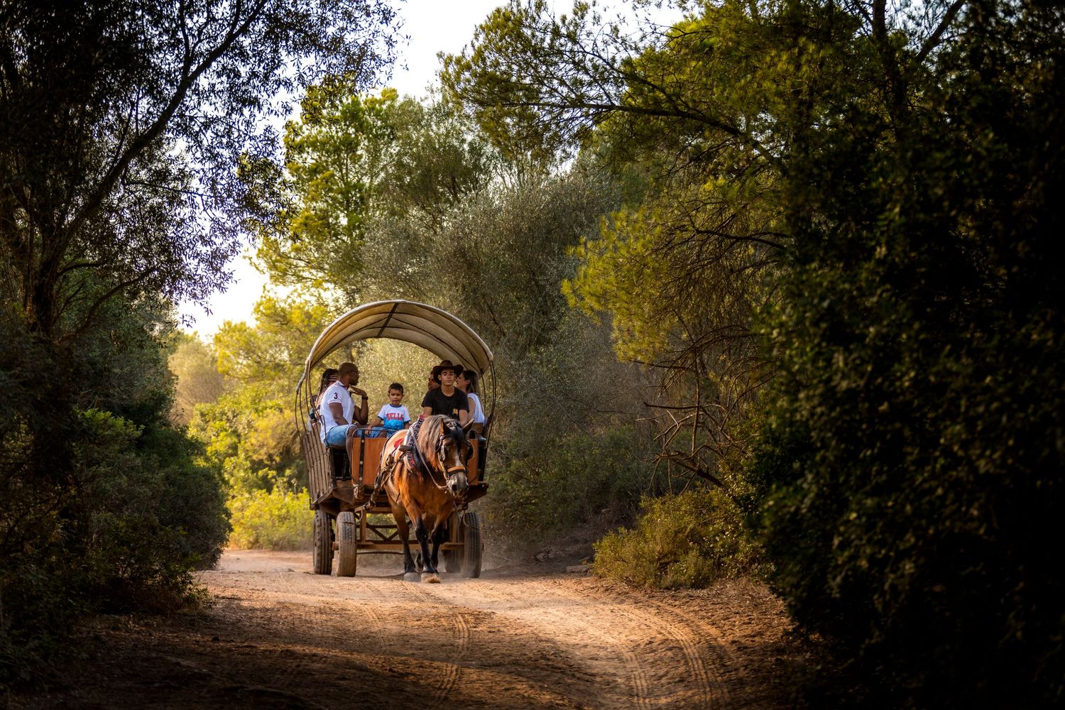 Horse-drawn covered wagon with passengers travels along a sunlit dirt path through a lush green forest.