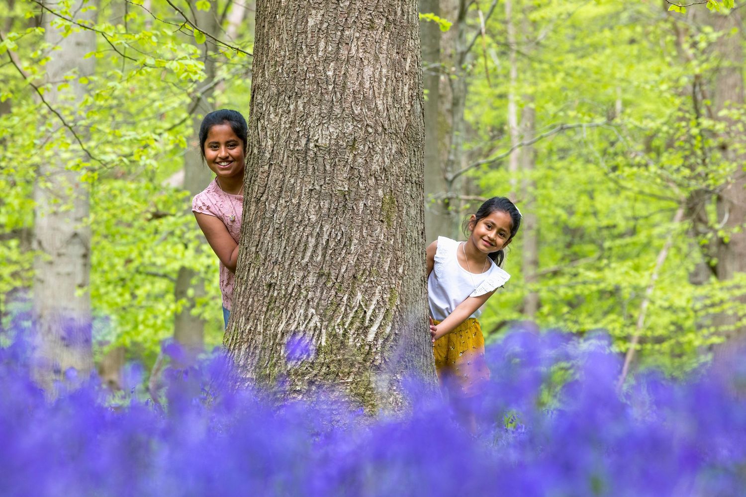 Two girls peek playfully from behind a large tree trunk surrounded by vibrant purple bluebells in a lush green forest.
