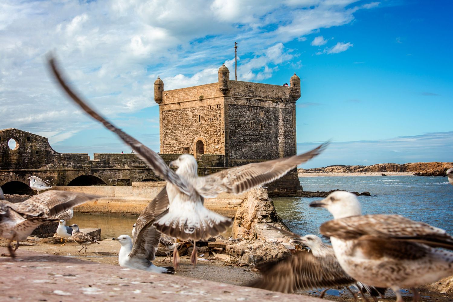 Seagulls flying near a historic stone fortress by the sea under a dramatic cloudy sky in Morocco.