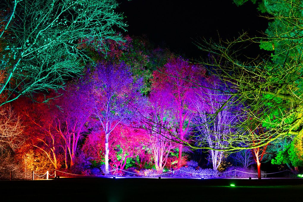 Enchanted forest illuminated with vibrant colourful lights during the nighttime Glow event at RHS Wisley.