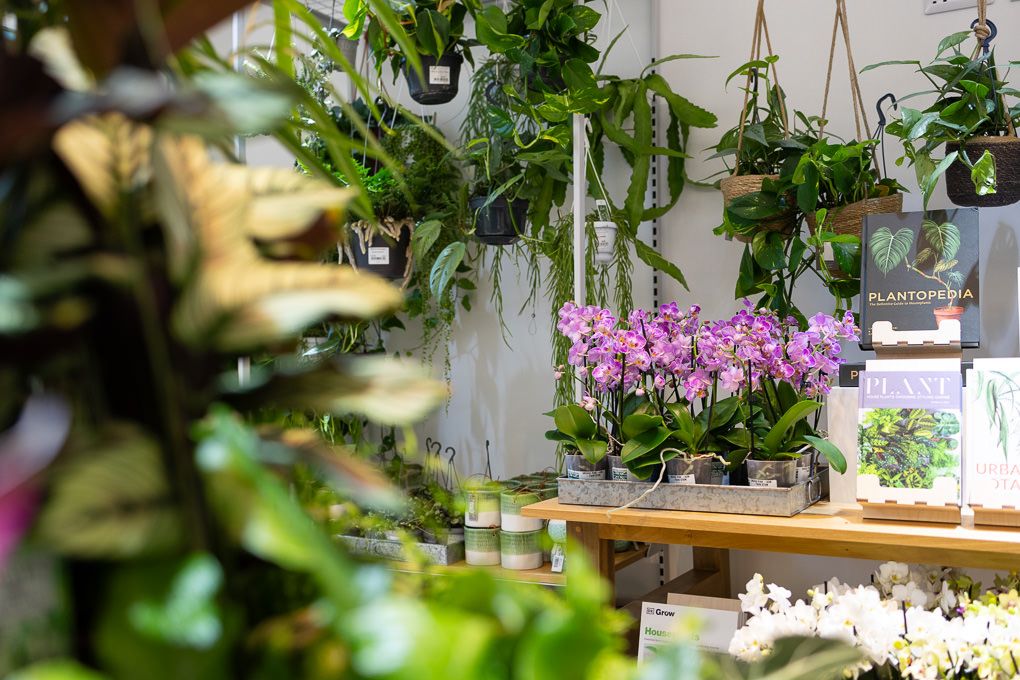 Lifestyle retail photography inside the RHS Plant Space at Bluewater, featuring orchids and indoor plants.