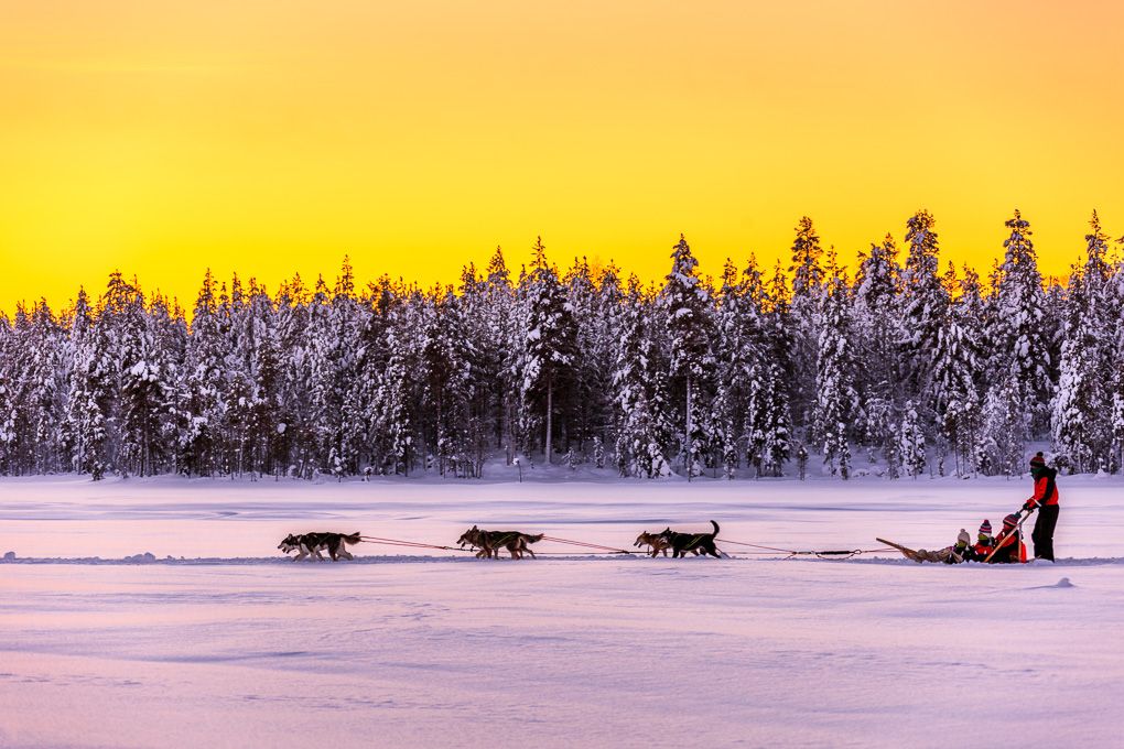 A dog sled excursion races across a snowy landscape at sunset with snow-covered trees silhouetted against an orange sky in Lapland.