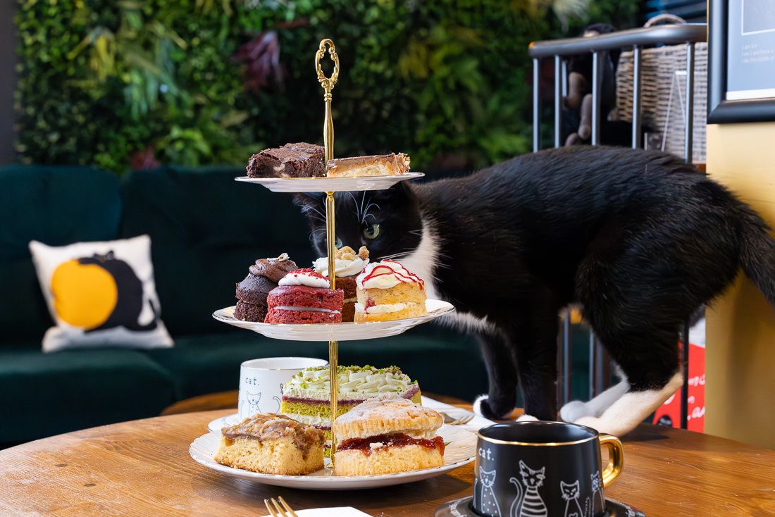 Lifestyle café shoot in Hitchin. Black cat investigates a three-tiered afternoon tea display with sandwiches and pastries on a wooden table.