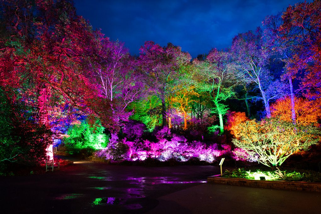 RHS Harlow Carr's Glow event. Illuminated trees in vibrant colours create a magical nighttime display in a botanical garden setting.