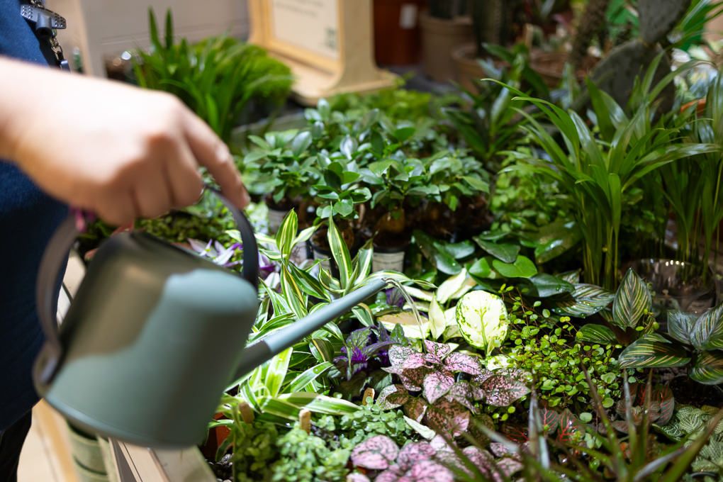 Lifestyle retail photography at RHS Plant Space Bluewater, showing hands watering plants and flowers.