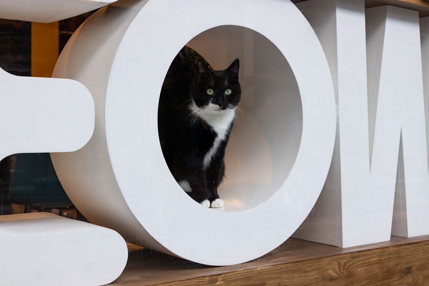 A black and white cat peeks out from inside a large white curved tunnel that appears to be a sculptural art piece.