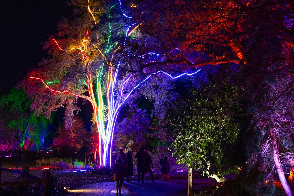 Illuminated trees glowing in vibrant colours during the nighttime Glow event at RHS Wisley, captured as part of my light trail photography.