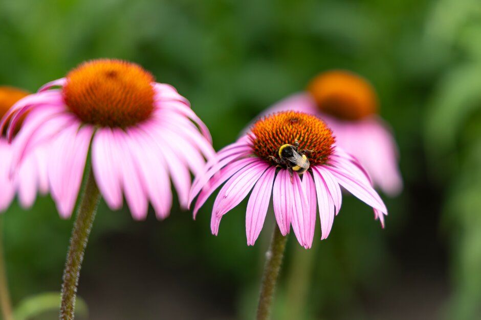 A bee collects nectar from vibrant pink coneflowers in a summer garden.