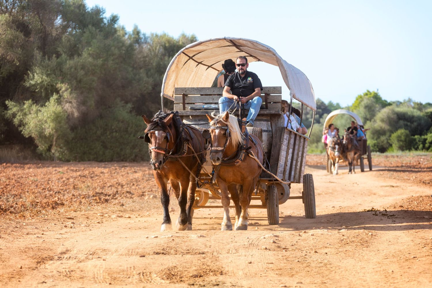 Two brown horses pull a covered wooden wagon with a driver along a red dirt road, with a second horse-drawn wagon following behind.