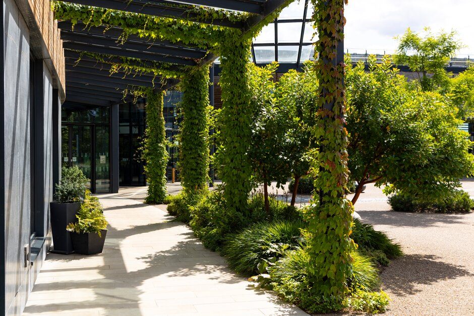 A lush garden walkway with climbing vines and greenery surrounding a covered outdoor pathway at a modern building entrance.