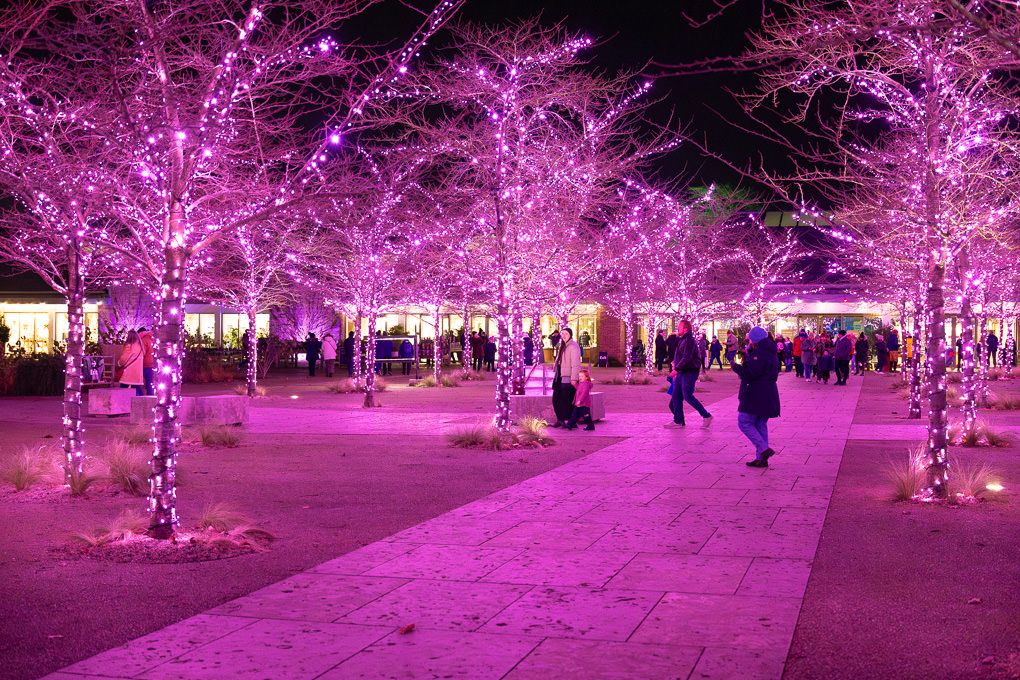 Trees wrapped in pink LED lights illuminating a winter walkway at Glow in RHS Wisley, with visitors strolling through the light trail.
