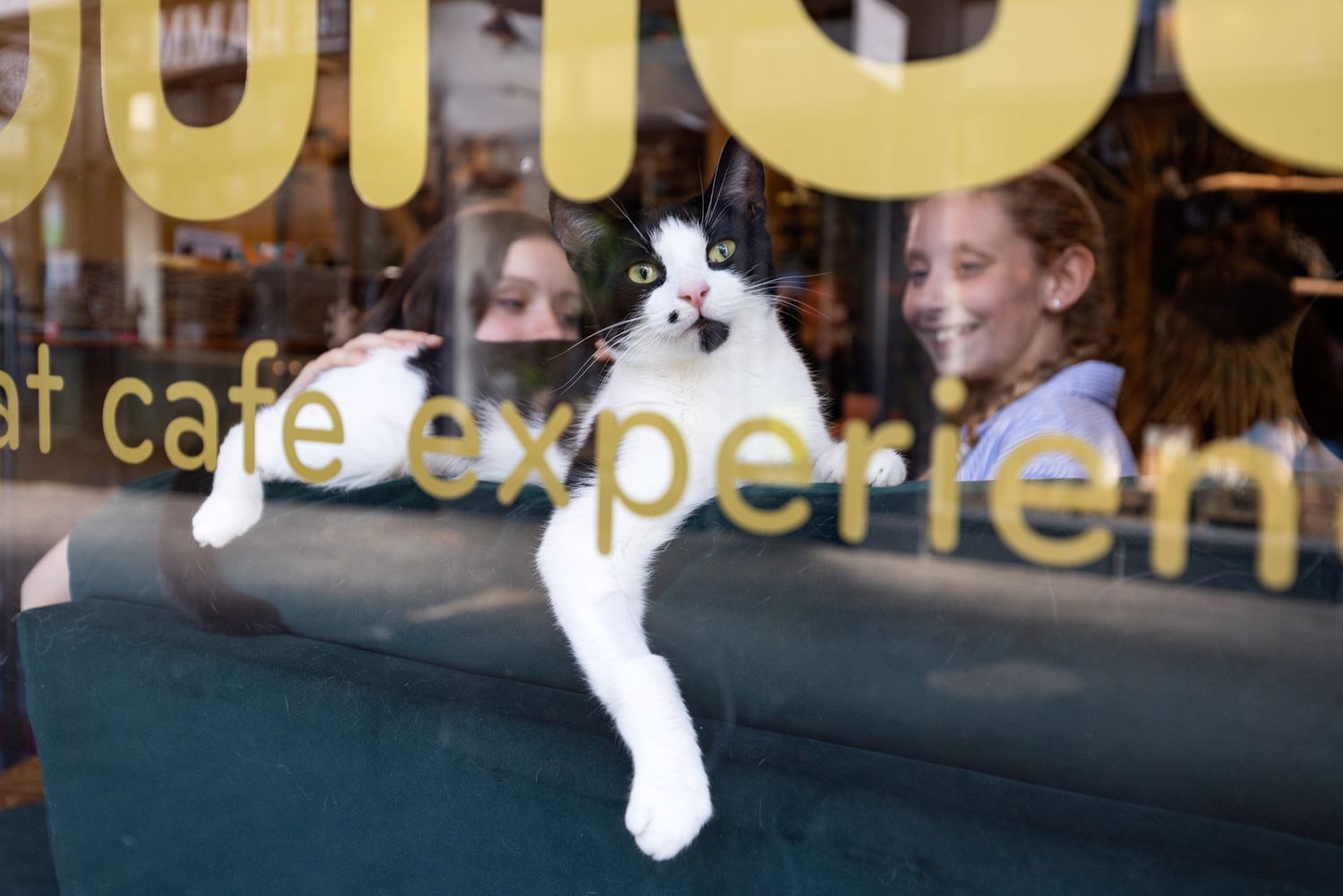 White cat lounges on a green couch by a cafe window with coffee shop text visible in the foreground. Meow Lounge in Hitchin.