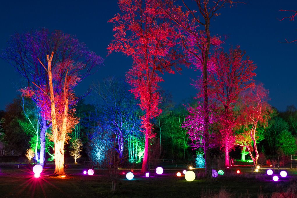 Illuminated trees with colourful lights creating a magical nighttime display during the Glow event at RHS Bridgewater.