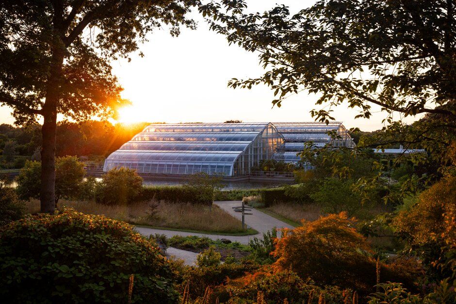 Stunning sunset view over a large greenhouse facility with golden light filtering through trees and foliage.