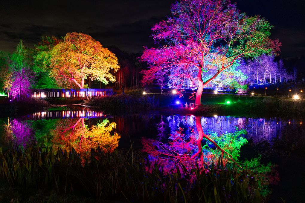 Colorfully illuminated trees reflect on a dark pond at night, creating a magical garden display. During the Glow event at RHS Harlow Carr.