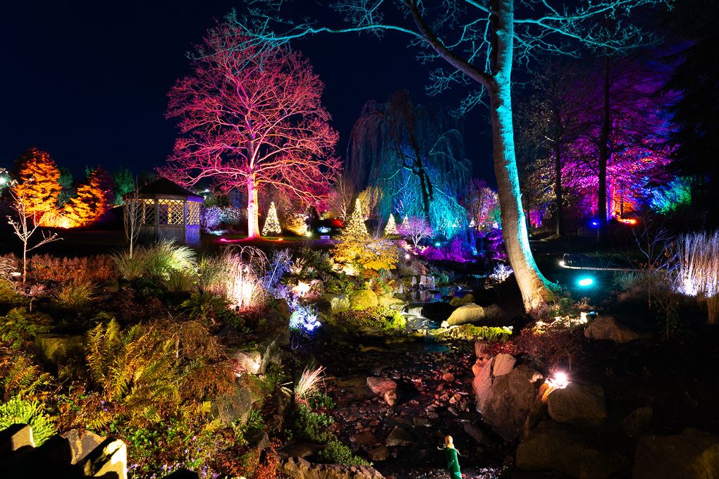 An enchanted forest garden illuminated with colourful lights and pathways creates a magical nighttime light trail at RHS Harlow Carr.