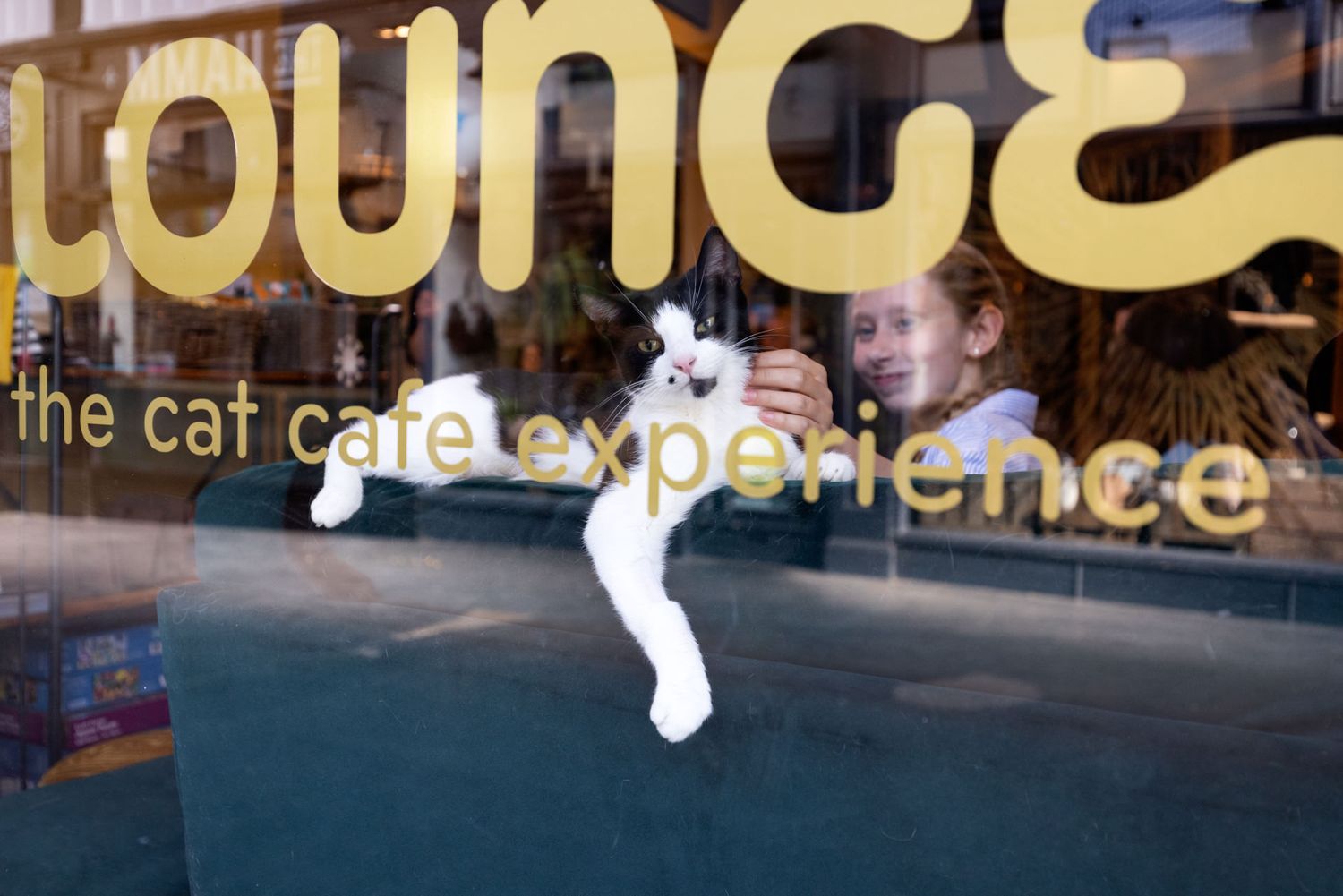 A storefront window displays illuminated signage for a cat cafe with white lettering against a dark background. Hitchin.