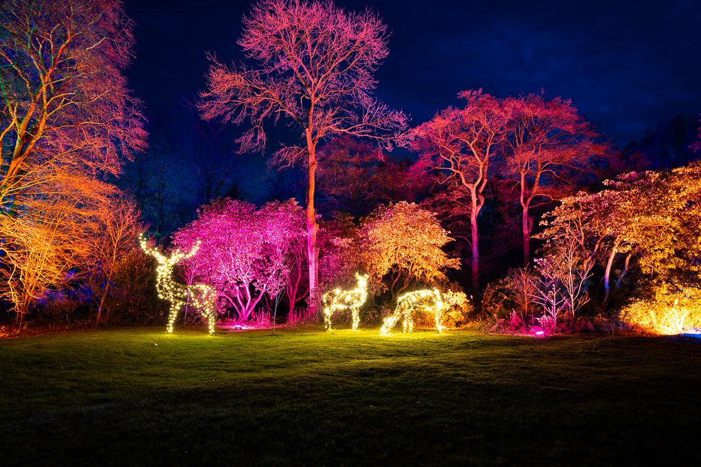 A light trail of illuminated trees glowing in vibrant pink, purple and orange colours for the Glow event at RHS Harlow Carr, Harrogate.