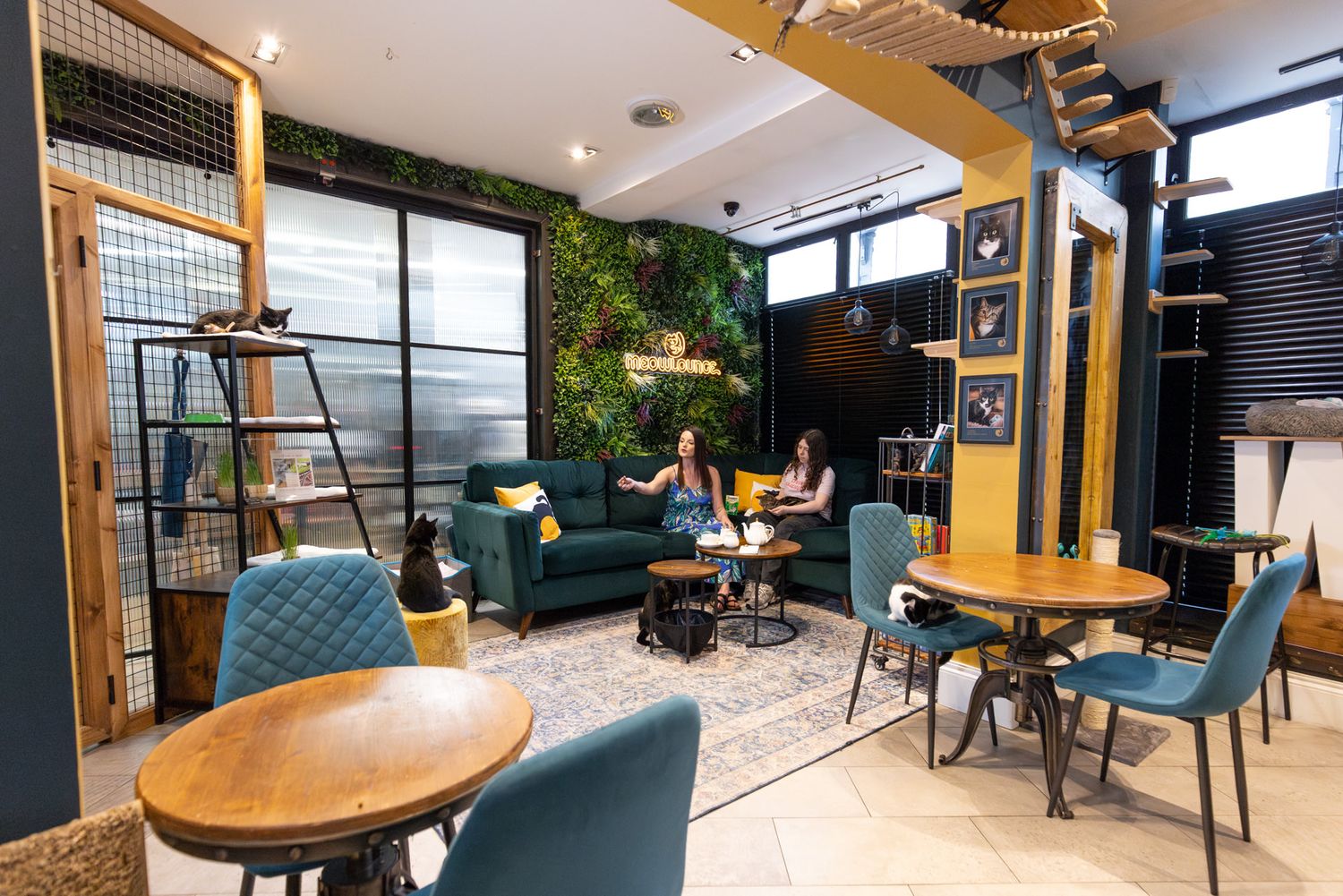 Modern cat cafe interior with teal upholstered chairs, wood tables, and green plant wall accents in a bright space.